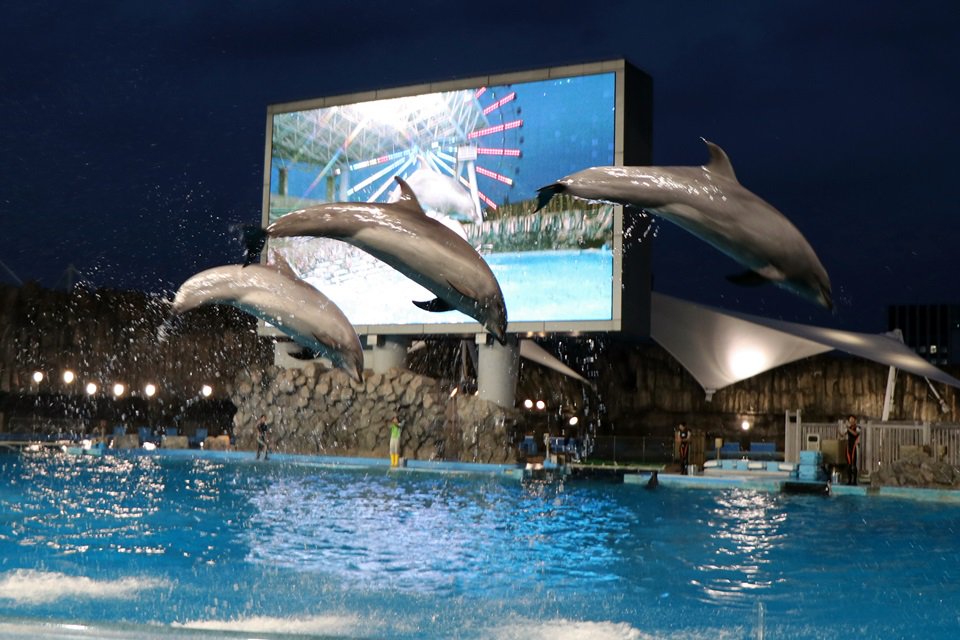 19時のナイトパフォーマンスショー 照明に照らされ空飛ぶイルカが格別