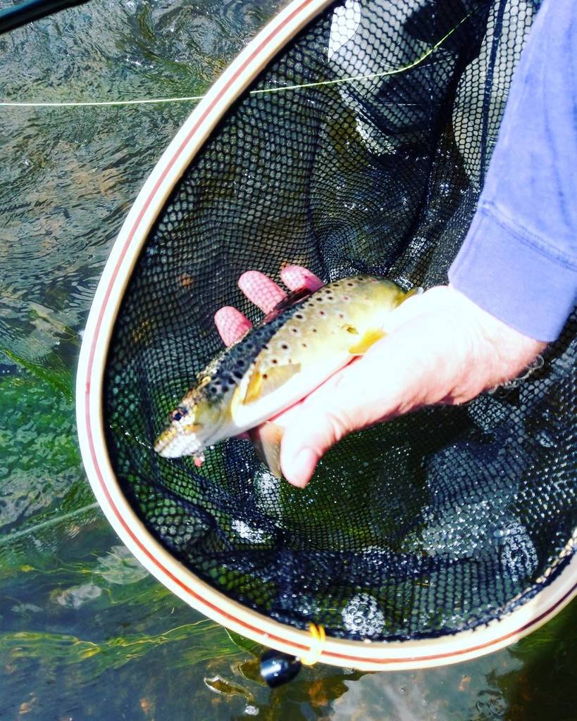 NKflyfishing's tweet photo. The wild ones. #flyfishingjunkie #flyfishingguide #flyfishing #dryflyonly https://t.co/SKMin0aJKE https://t.co/DxFhybRdlu