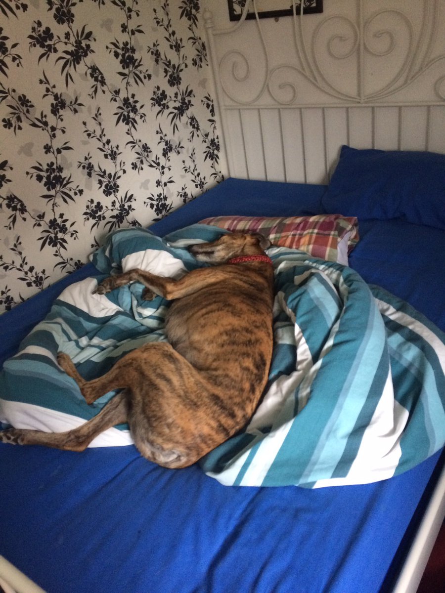 Freemakerhounds's tweet photo. Ginny says there's no such thing as a "spare bed", it's now been claimed as an outlying part of her empire. https://t.co/ZNx3n11Znv
