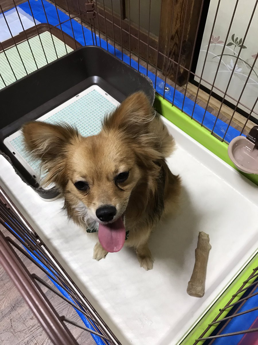 Uzivatel もりお Na Twitteru とうじは水飲みが激しいです サークルがびちゃびちゃです 志村けんのスイカみたい ポメパピ ポメヨン ポメラニアン パピヨン 犬 ミックス犬