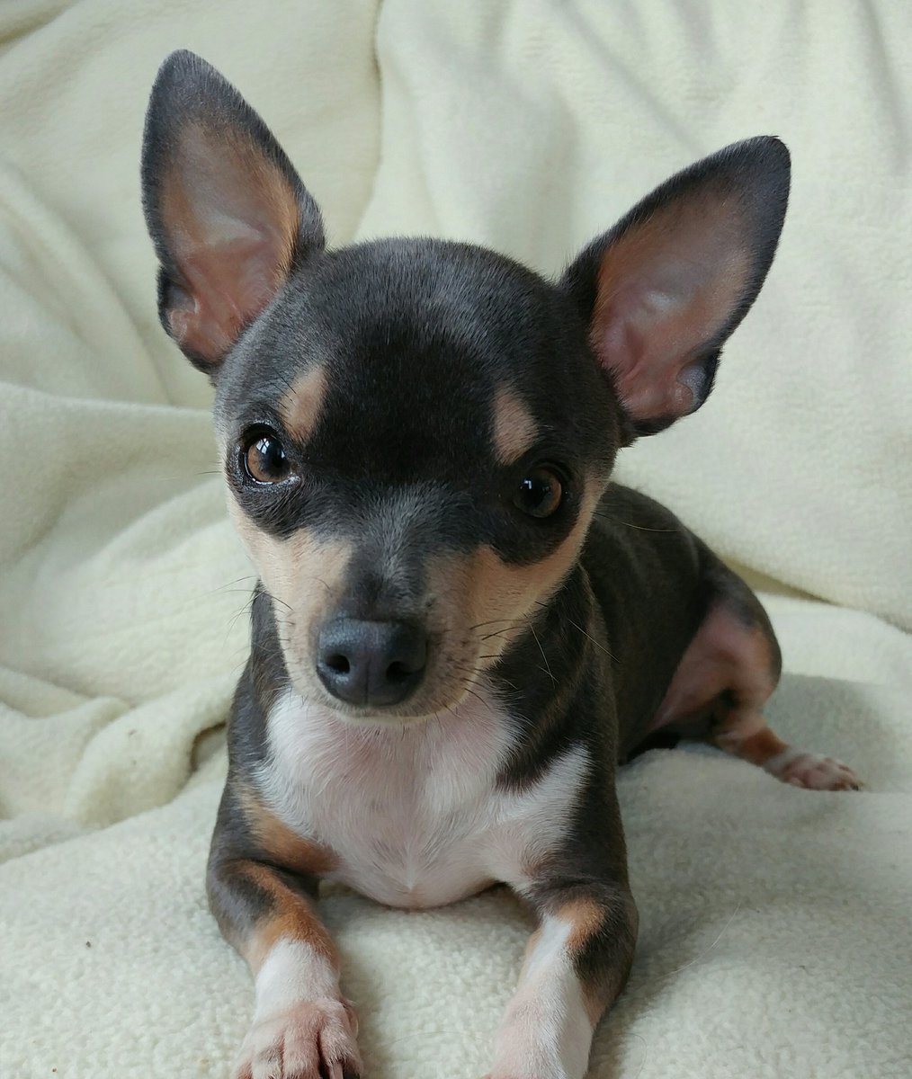 MissAngelMini's tweet photo. 🐾Mommy saiz i habs a pretty face &amp; gibs me lots ob lub! I gib lots ob kisseys in return. ❤🐾 #spoiled #Chihuahua #MiniRainDrop #PosingPretty https://t.co/eEuh67HJ5P