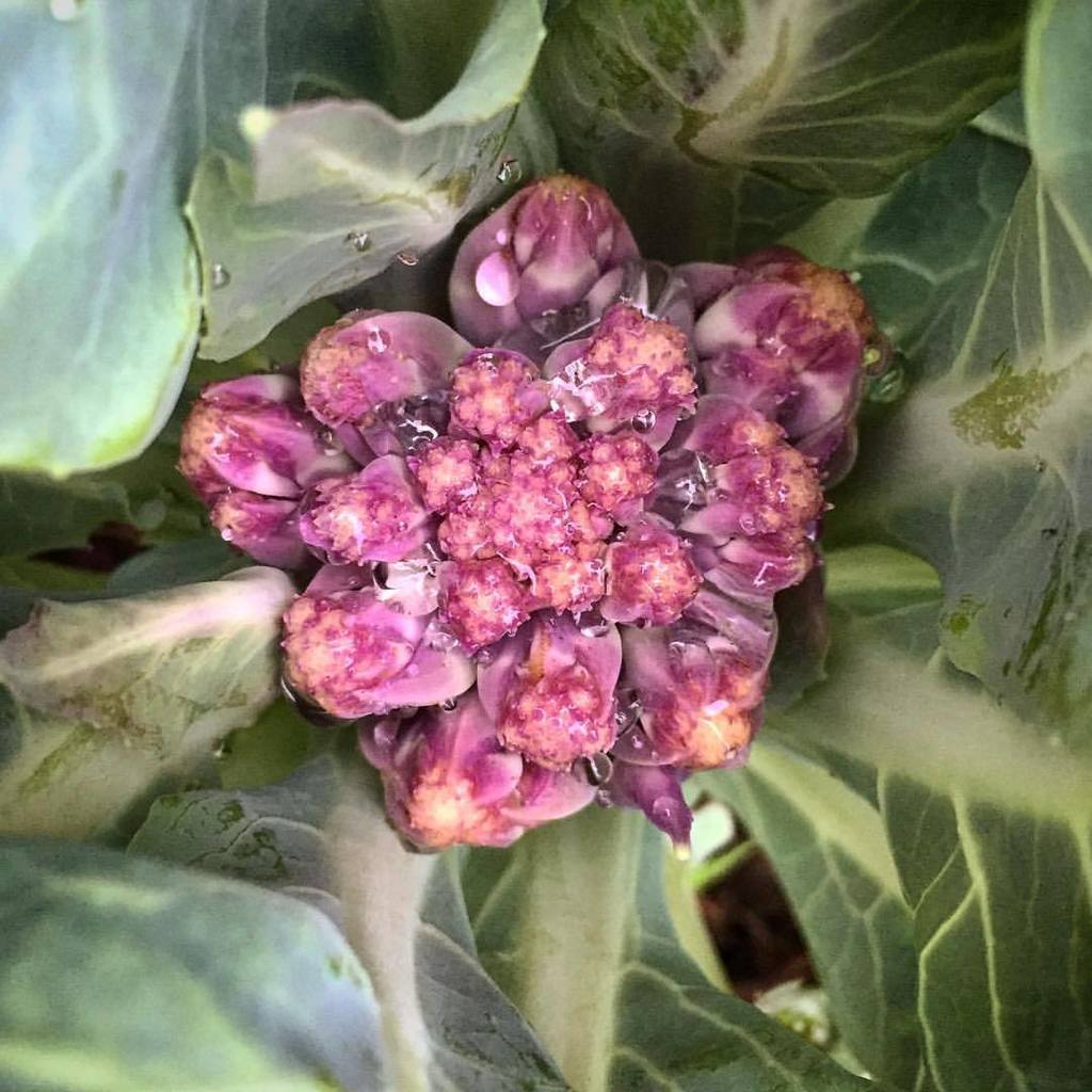 GrowTorah's tweet photo. We have PURPLE cauliflower growing beautifully at @bpyparamus thanks to the amazing care of morah Debbie and the #campKef children! Thank y… https://t.co/giTvmimN4e