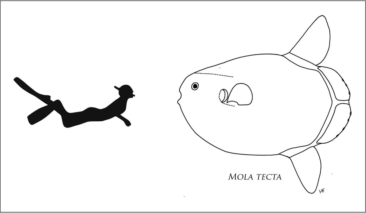 sunfishresearch's tweet photo. New #blog: Hoodwinked by a 2 ton fish! 🐟⚖️🌏 Discovery of a new #sunfish species! 📖 -> https://t.co/5SrgeawIEB Great research by @SunfishOZNZ https://t.co/ZDntRDjThJ