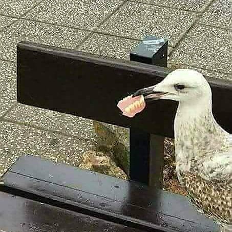 Gebit kwijt Badstrand Vlissingen zit de dader 😂