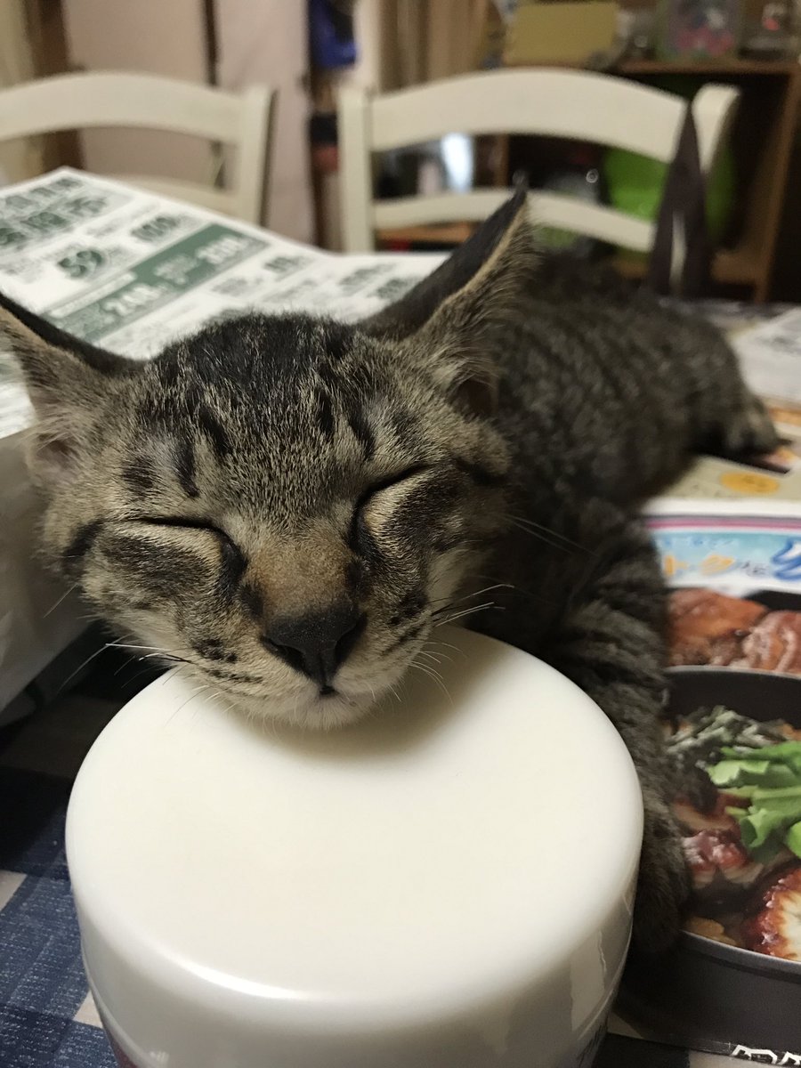 futarou0518's tweet photo. 顎枕にちょうどエエねん😼

#アゴ枕
#おやすみなさい
#風太郎 https://t.co/zGTT6CWoWJ