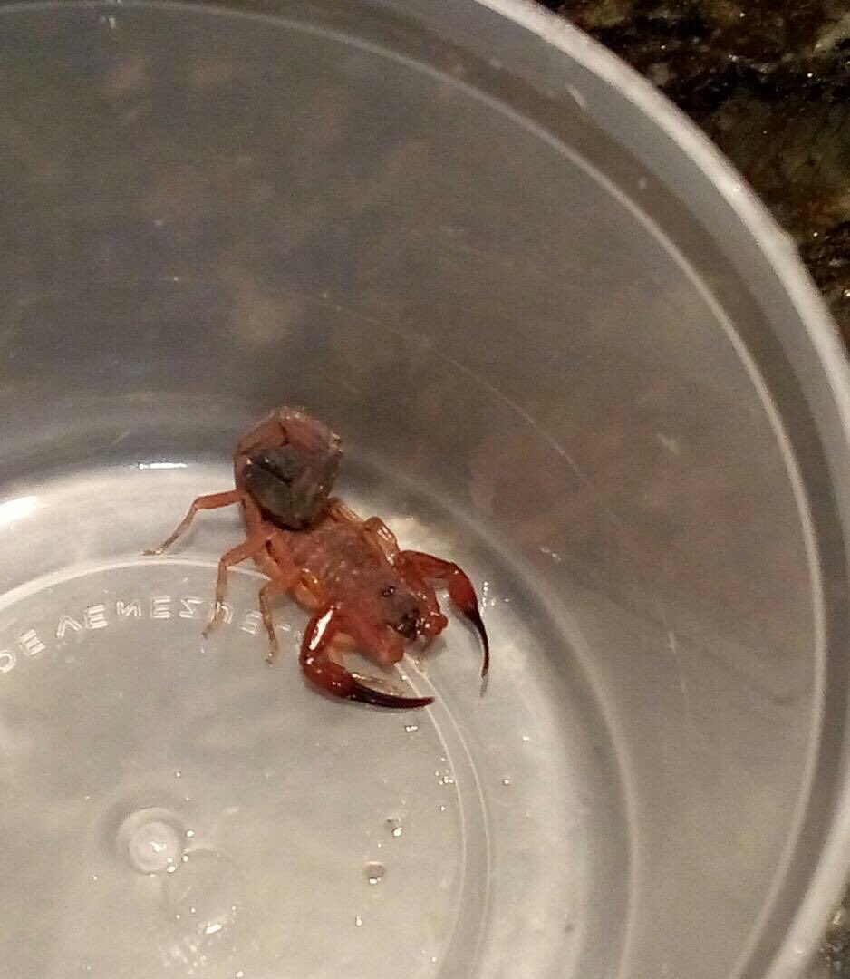 lospinost3's tweet photo. Alacrán encontrado en un apto. Estemos atentos en nuestras casas!!! https://t.co/ilDohD6JEK