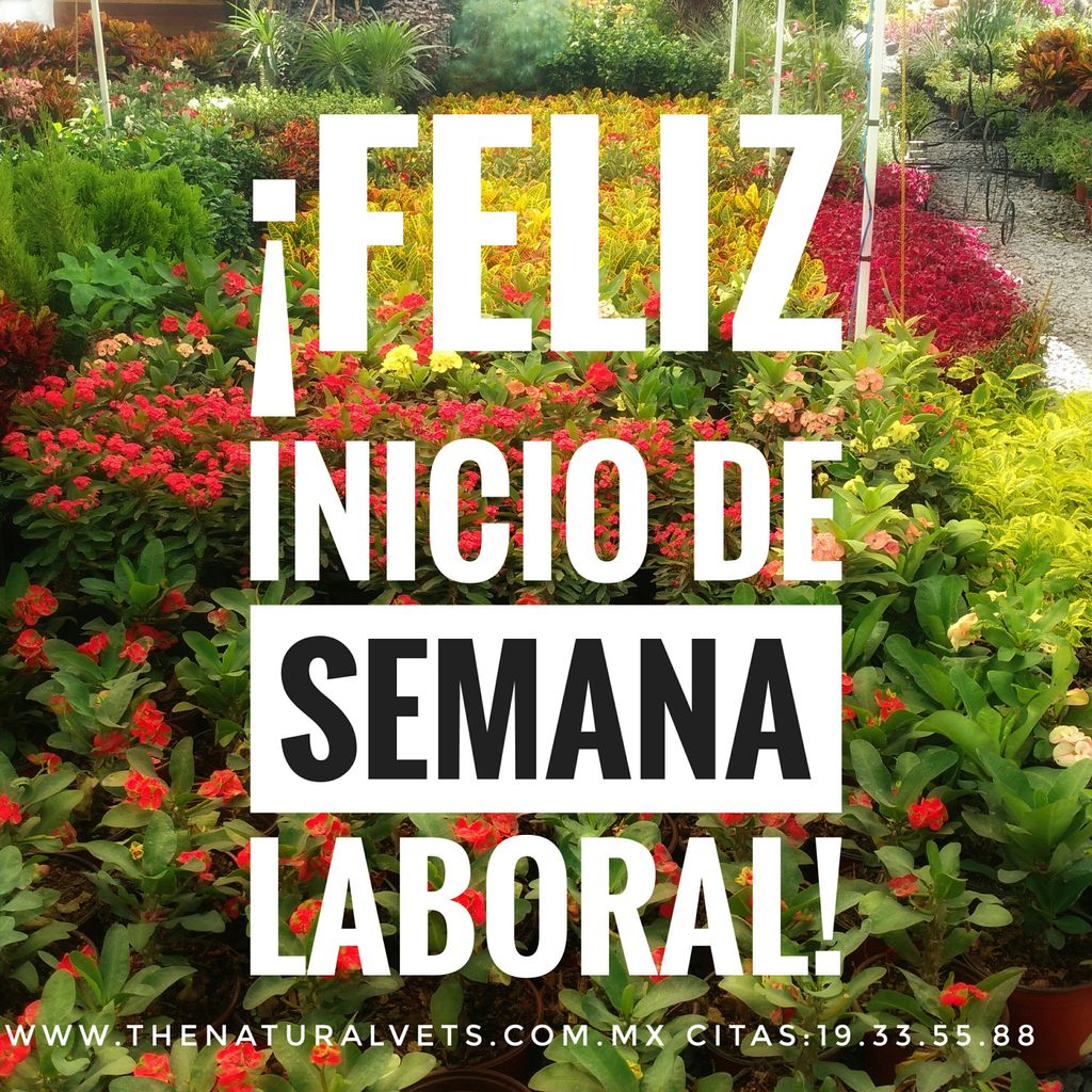 Gran inicio de semana para todos.

Muchas gracias por su confianza!
#lunes #MTY #thenaturalvets