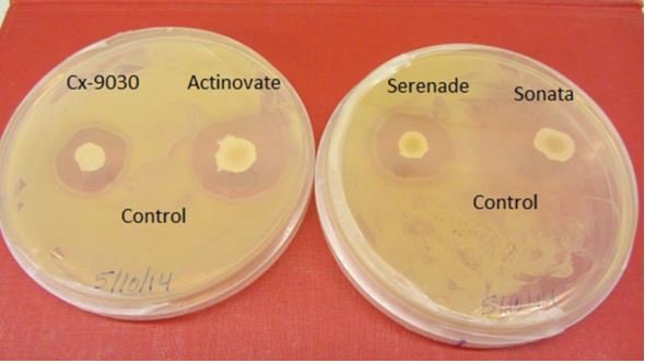 planthealthprog's tweet image. Effectiveness of Chemical Compounds and Biocontrol Agents for Management of Bacterial Spot of Pumpkin... #openaccess bit.ly/2ueZK7l