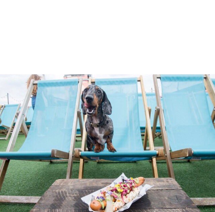 MimiMontyDigby's tweet photo. Our modelling sausages 😂😂 😂#Mimi #Digby #RufusHound #SausageArmy #LoveLondon #BusseyBar https://t.co/DNhT9OuVvg