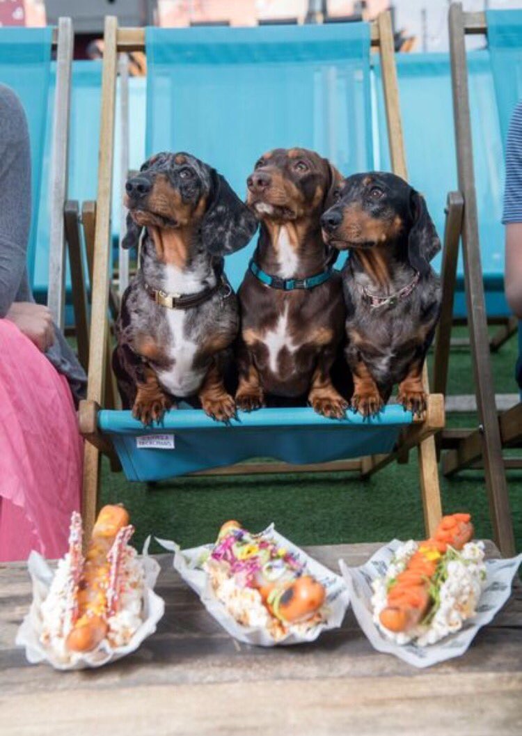 MimiMontyDigby's tweet photo. Our modelling sausages 😂😂 😂#Mimi #Digby #RufusHound #SausageArmy #LoveLondon #BusseyBar https://t.co/DNhT9OuVvg