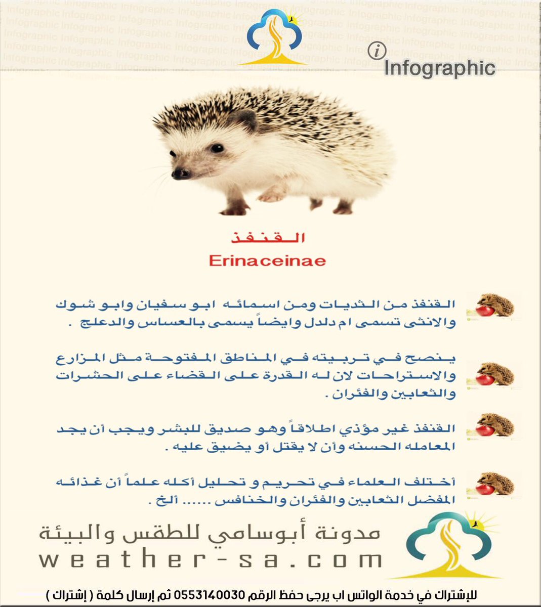 البعض يربي القطط بالاستراحات والمزارع حتى تحميه من الزواحف وانا ارى ان القنافذ تتفوق عليها بالاخص انها صاحبة تخفي وغير مزعجه تعمل في ادب 👍🏼