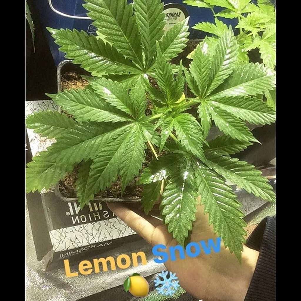 420storecl's tweet photo. #repost @benhashh1s 🍋🌳 #LemonSnow #420time #highlife #kushlife #gsc #alienskunk #lemonterps www.420store.c… https://t.co/jyHuz4838n https://t.co/orOBpSL8EQ