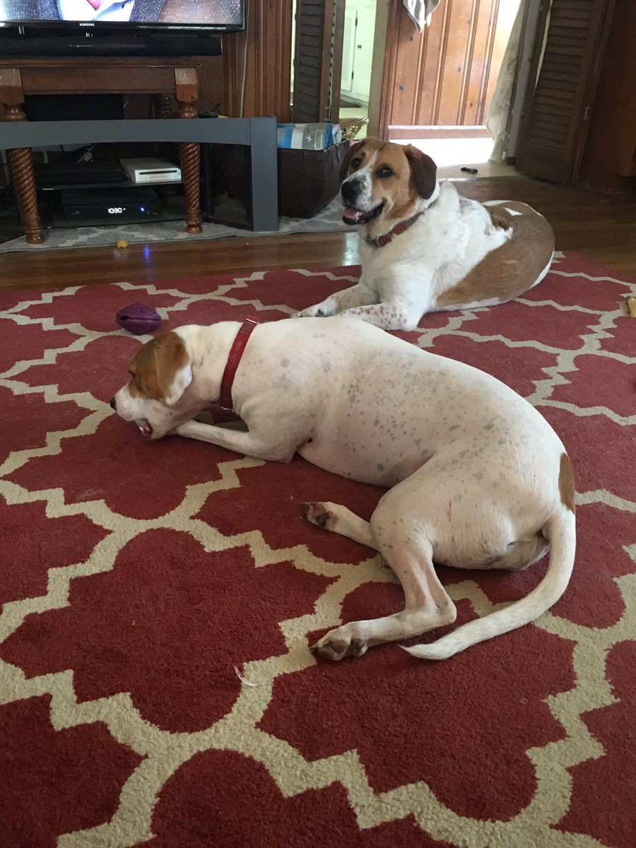 MichGS's tweet photo. Now these jokers are in my workout space. #tryingtoexercise #helpme https://t.co/FNI33IV6Kx