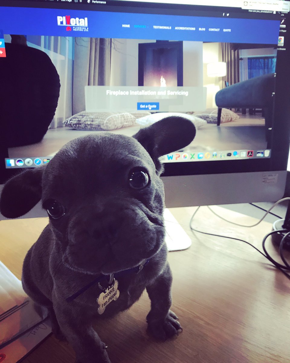 Meet the newest member of the PiVotal team #frenchbulldog  #frankie #pivotalblue