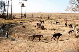 Almalibregalgos's tweet photo. Stop galgueros stop a la caza con galgos y otros animales.
Info:adozioni.almalibre@gmail.com https://t.co/dvVfCXsUYx