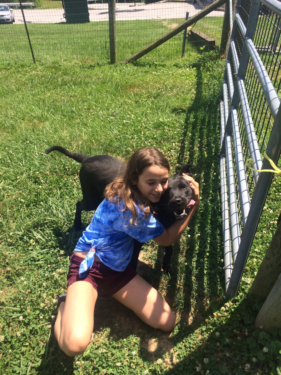 hs_carroll's tweet photo. For adoption at hscc https://t.co/pGhe1IKCAa