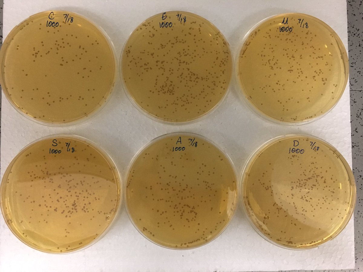 TheErinCarr's tweet image. I feel like 1/2 of my scientific career has just been me counting things #microscopy #hemocytometer #CFUs #myeyesarekillingme