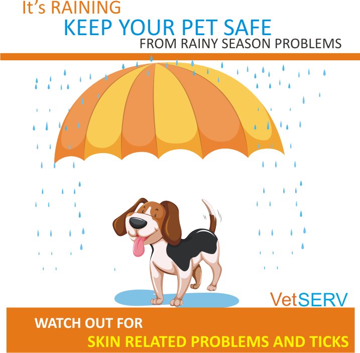 VetSERVIndia's tweet photo. Rainy days? https://t.co/HlAFmDDLsn

#Rains #FungalInfection #Pets #Cats #Dogs #Infections #Rashes #Towel #Vets #Clinicians #VetSERV https://t.co/ET6q8hefYj