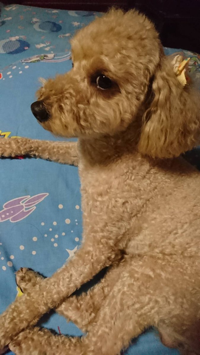Keiko T Co E1t5flnnr0 より 探してます 拡散 新潟市 南区 トイプードル 薄い茶色 未去勢 胸元の白い 男の子 田上 加茂 モコちゃん 3歳 耳に黄色いリボン マイクロチップ入り 保護して下さってませんか T Co Qtd1bswcxo