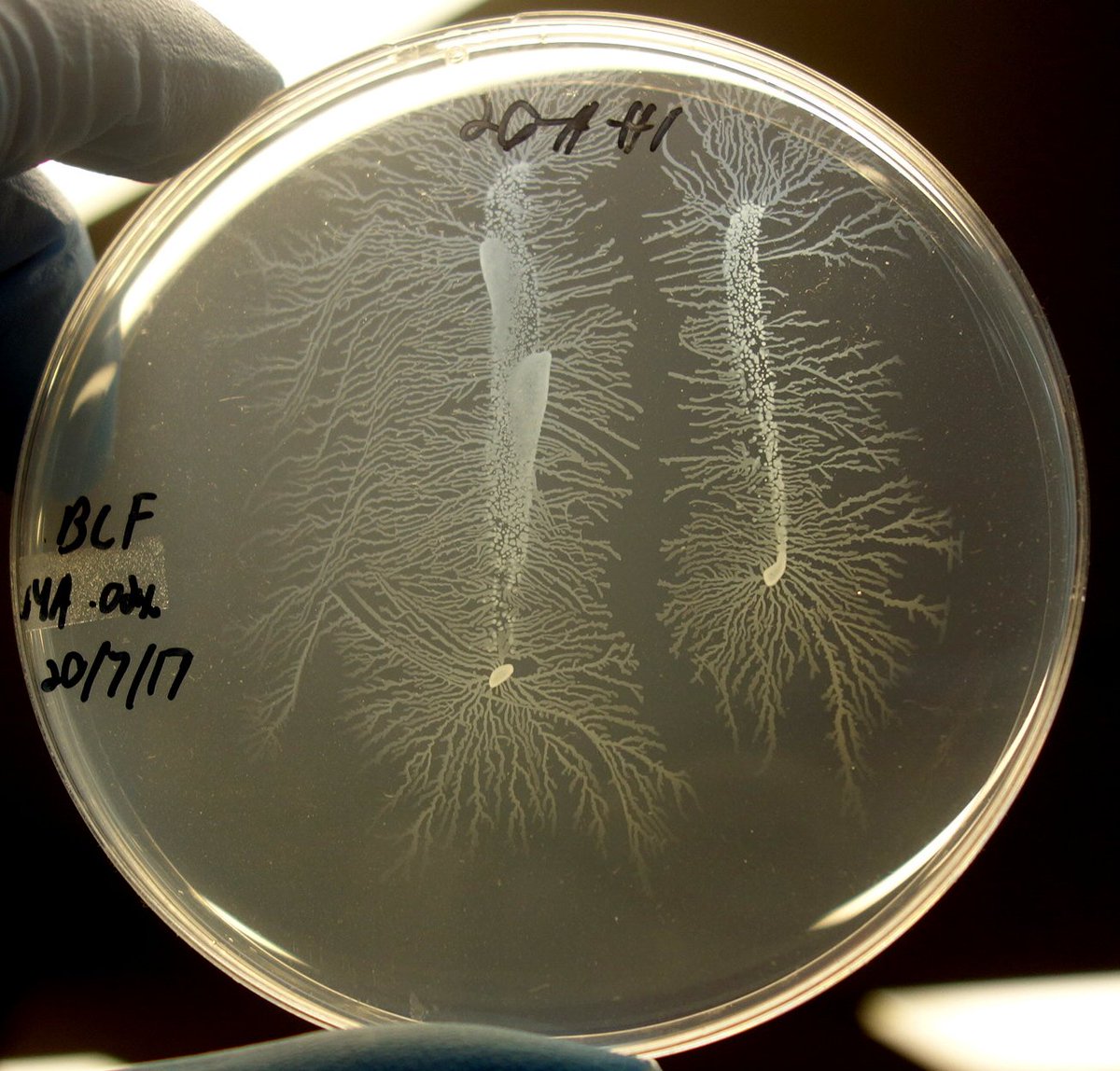 Chemtips's tweet photo. This is the weirdest bacterial growth pattern that I've ever seen. https://t.co/3Vfn1KZmtW