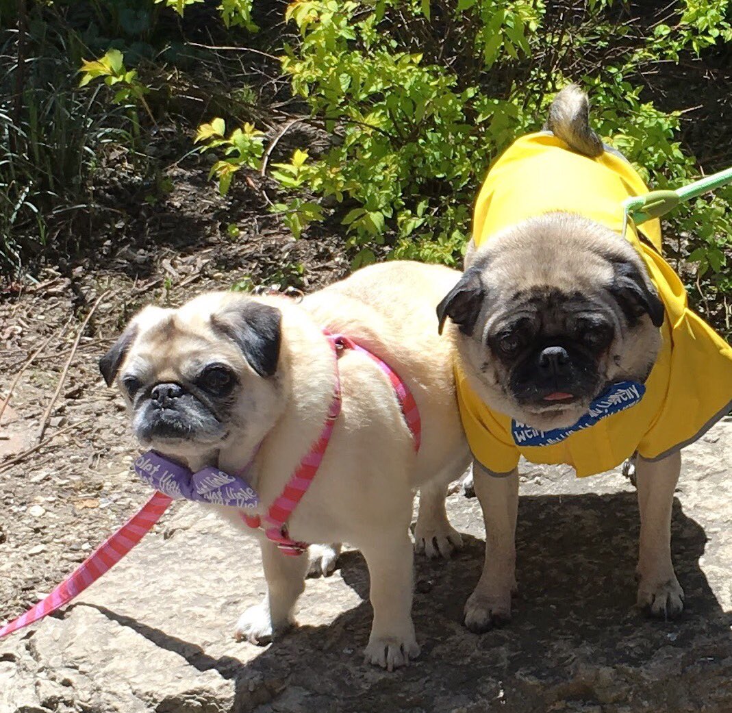 WoofWellington's tweet photo. Happy 12th birthday to the Queen of Chicago and the softest pug ever, @Violet_Pug โค๏ธโค๏ธโค๏ธ #VioletTurns12 #ohyourefromchicagodoyouknowviolet https://t.co/2y7FiLrITN