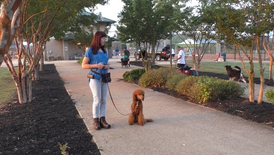 SitUpNListen's tweet image. Red Ruby Poodle training with softball teams at Central Park. youtube.com/watch?v=dK7CLr…