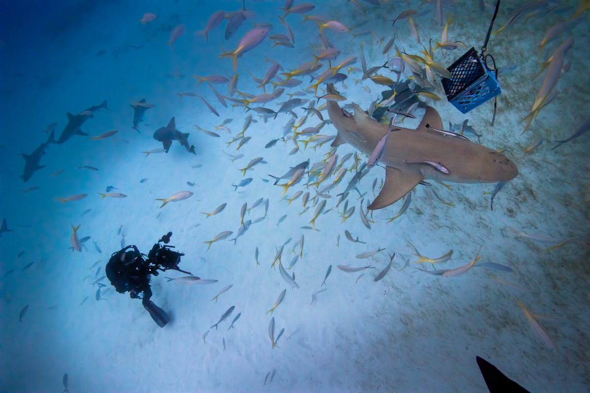 TSharkWhisperer's tweet photo. One of my happy places 🦈😎  #sharks #ocean #gatesuser #lifeofadventure #scuba #alphaxpeditions #oceanscience #SharkWeek #SharkWeek2017 https://t.co/LXywQpU97T