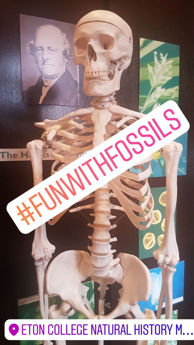 RBWM_Libraries's tweet photo. We had lots of #FunWithFossils today at @Eton_NHM exploring all the exciting objects! #AnimalAgents #NaturalHistory #Keepthekidsbusy https://t.co/TaFikH8GFI