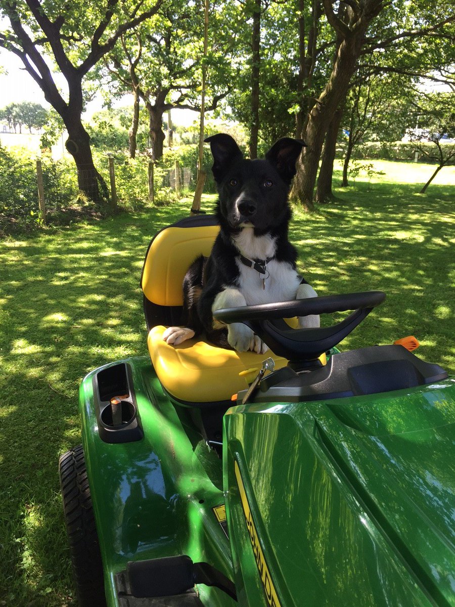 HolgatesGroup's tweet photo. Patch the #Holgates Pup helping keep the parks in tip top condition #workinghard #makethediscovery https://t.co/Z6v3arf4V7