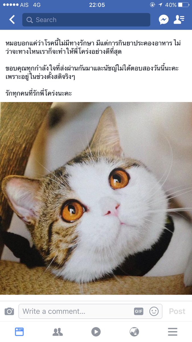 Bonusiie's tweet photo. น้องเสือโคร่ง ขอให้ปลอดภัยนะลูกก อ่านแล้วใจหายจะร้องไห้ตามสงสารน้องมากๆ น้องเป็นแมวตัวแรกที่ทำให้เราชอบแมวพันธุ์ Scottish fold จนซื้อตาม 
:( https://t.co/0WOzr44zQs