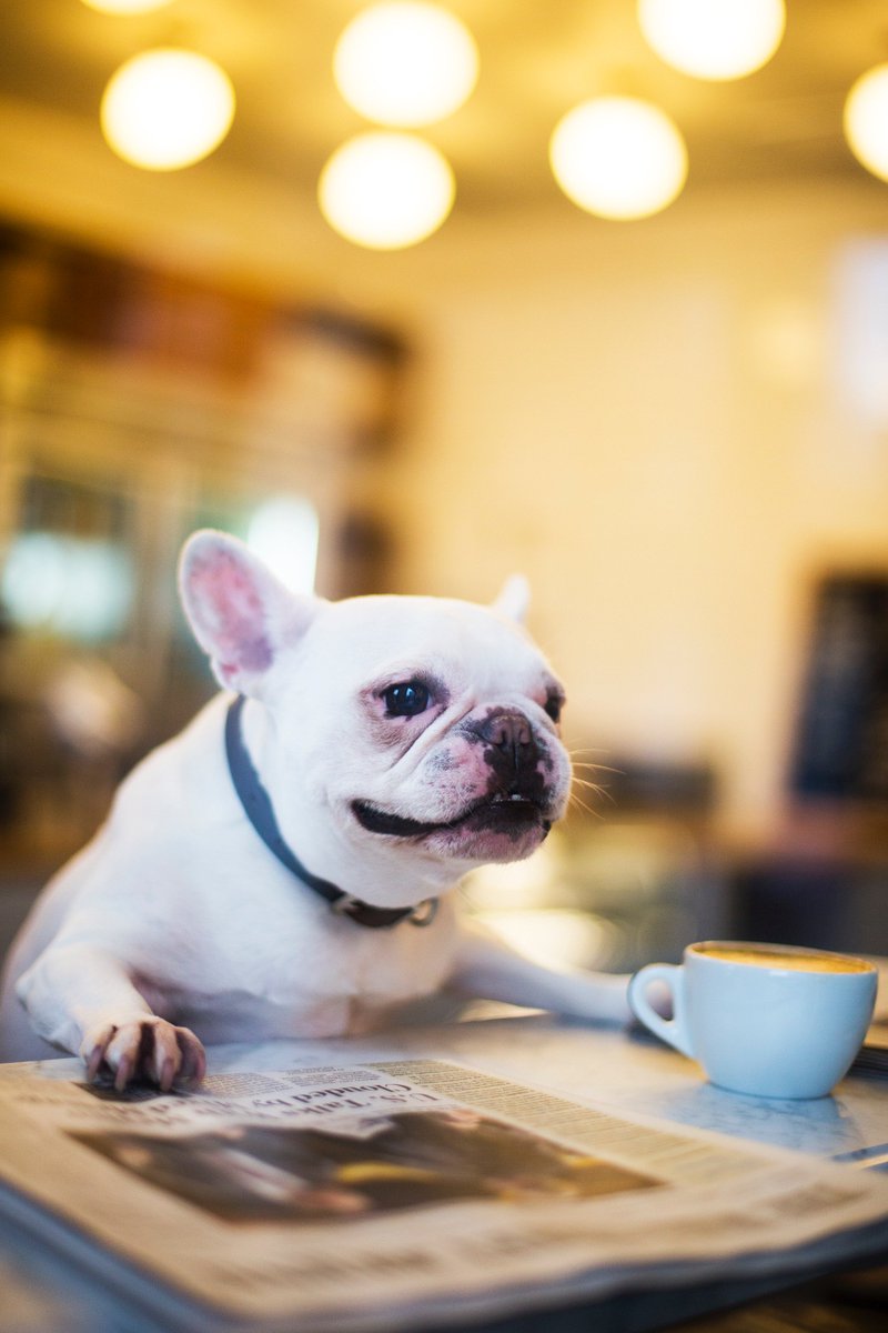 flats's tweet photo. What would we do without our @heritagebicycle morning cup of joe ☕️ #weareflats #ladylouise #coffee #flatslife #frenchiegram #petfriendly https://t.co/zlQQ89NFI7