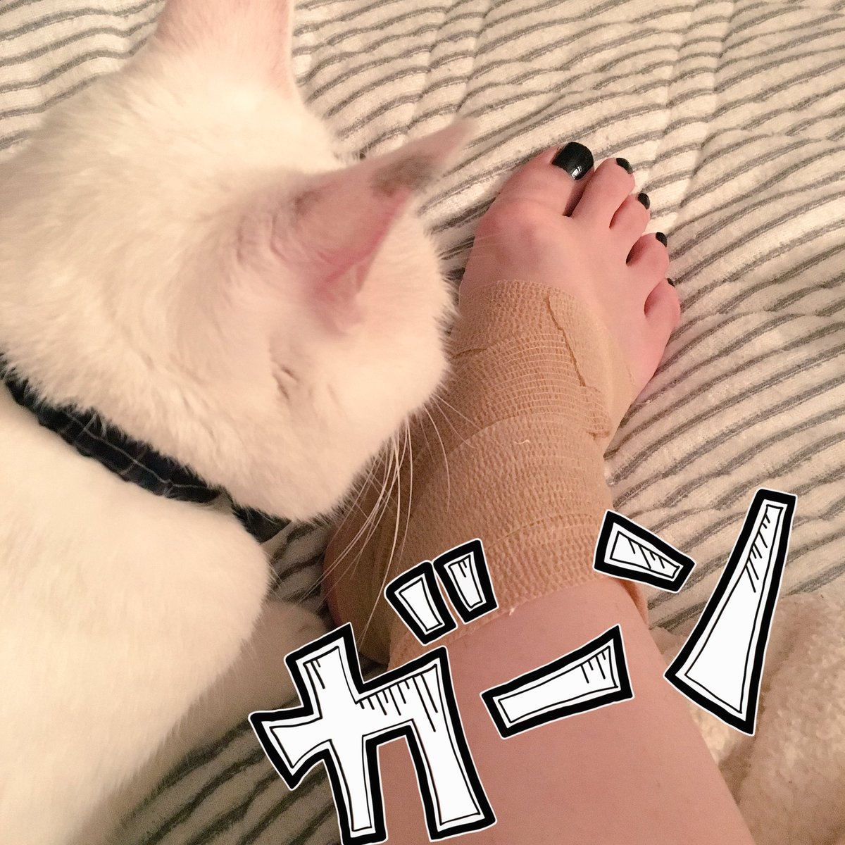 藤田綾乃 Ayanofujita サリーちゃん足を すみません アキレス腱周囲炎で湿布くさいのに この猫はなんで嗅ぎに来るのでしょう