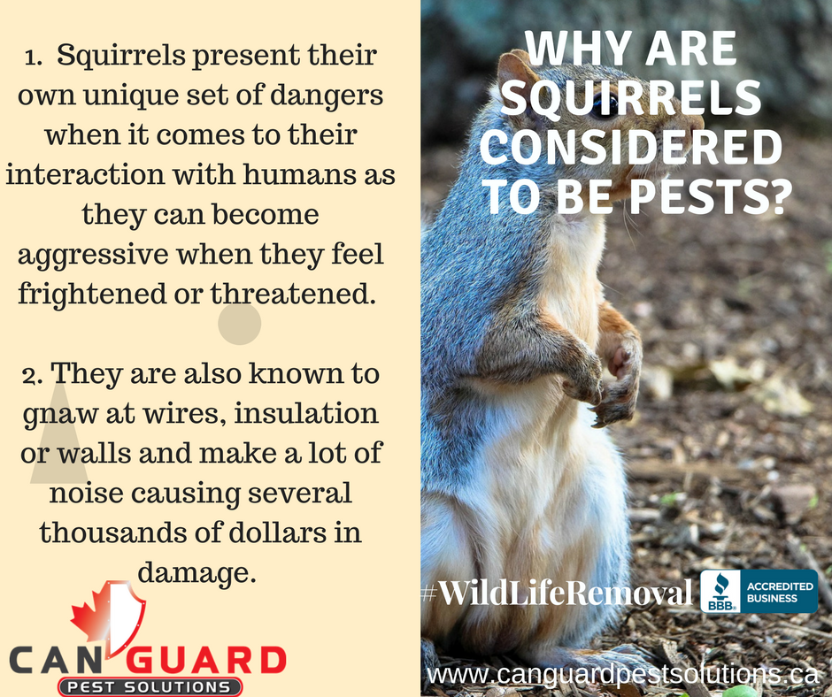 CanGuardPest's tweet photo. #PentictonBC #SouthOkanagan #PestControl #CanGuard#CarpenterAnts #Summer #wildlifecontrol https://t.co/leyJ0bYUPR Phone: (250)460-1809 https://t.co/ZzS7nYS1EG