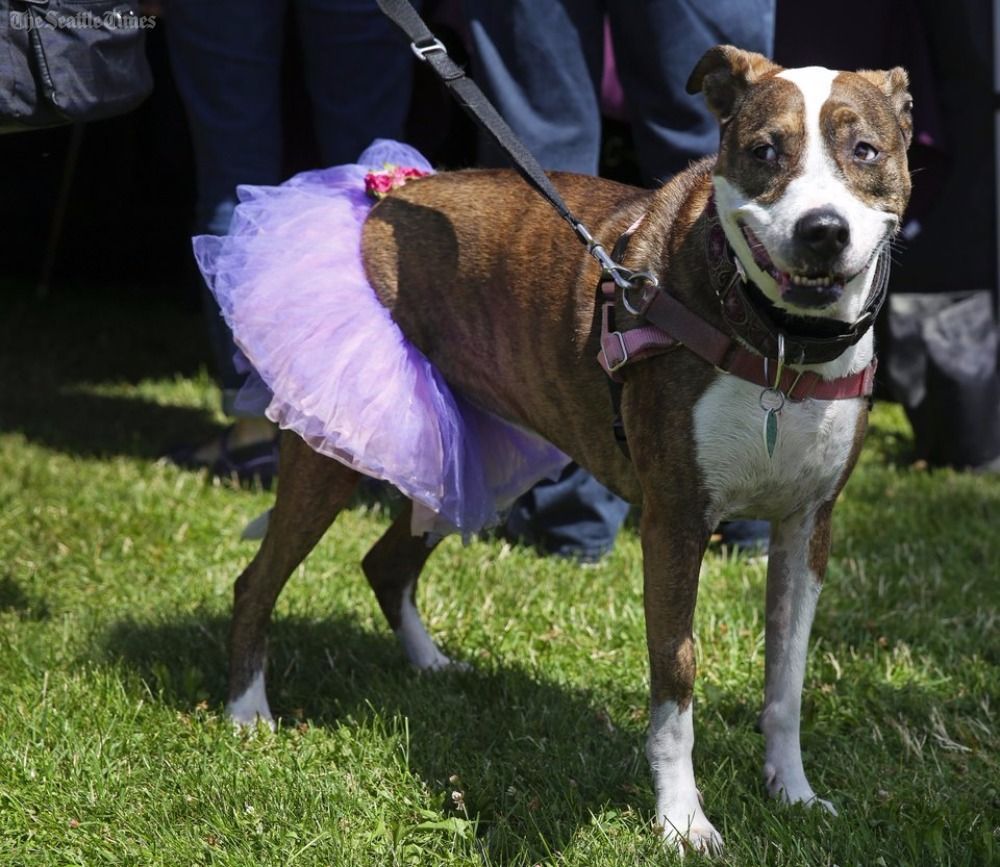 seattletimes's tweet photo. Hey @dog_rates, what do you think of these smiling elderly pups? A walk for old dogs in Shoreline raised 100k: https://t.co/iF28WhMWDl https://t.co/qp5GVLiPwJ