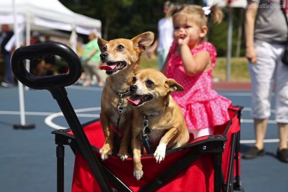 seattletimes's tweet photo. Hey @dog_rates, what do you think of these smiling elderly pups? A walk for old dogs in Shoreline raised 100k: https://t.co/iF28WhMWDl https://t.co/qp5GVLiPwJ