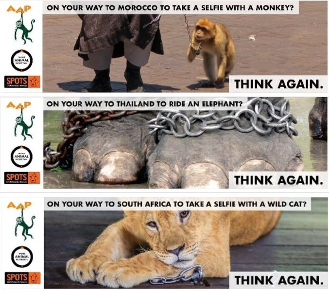 Tot 1-8 zijn deze te zien op Schiphol. Zo vragen we reizigers #diervriendelijk op vakantie te gaan! <a href="/stichtingspots/">stichting SPOTS</a> @Dierbeschermers