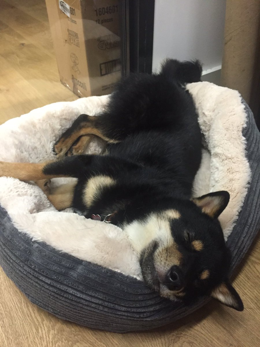 SamDowson's tweet image. My dog has a better life than I do. This is all he does at the office. #shibainu #dog #officedog #Monday #work #sleeping