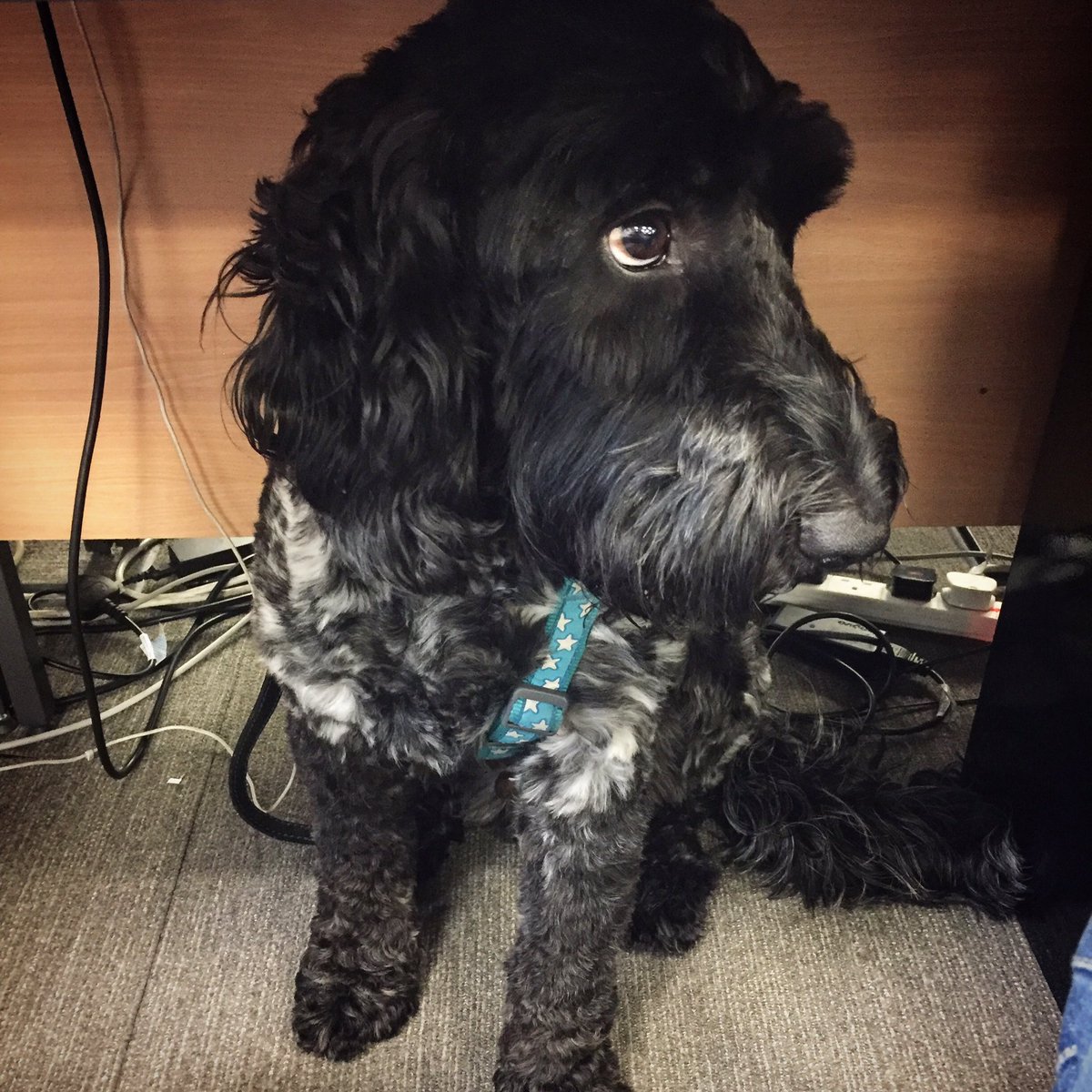 PerkboxDexter's tweet image. Some days you&apos;ve just gotta hide under your desk #MondayBlues #dogs #dogsoftwitter @perkbox
