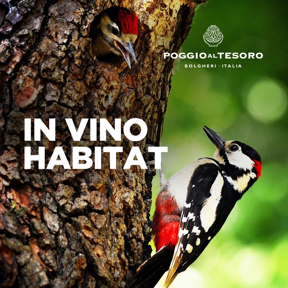 Il mio è il solo martellare che puoi sentire da queste parti. 
Ed è gentile.
#poggioaltesoro #invinohabitat #natura #nature #bolgheri #earth