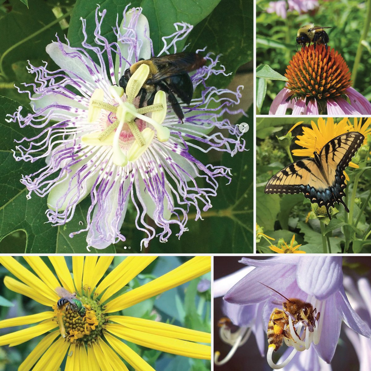 kibiorg's tweet photo. Thanks everyone who helped the #KIBees as a citizen scientist for our 2nd #PollinatorCount! Remember that you can count all year long! https://t.co/VoV8Cxr0lS