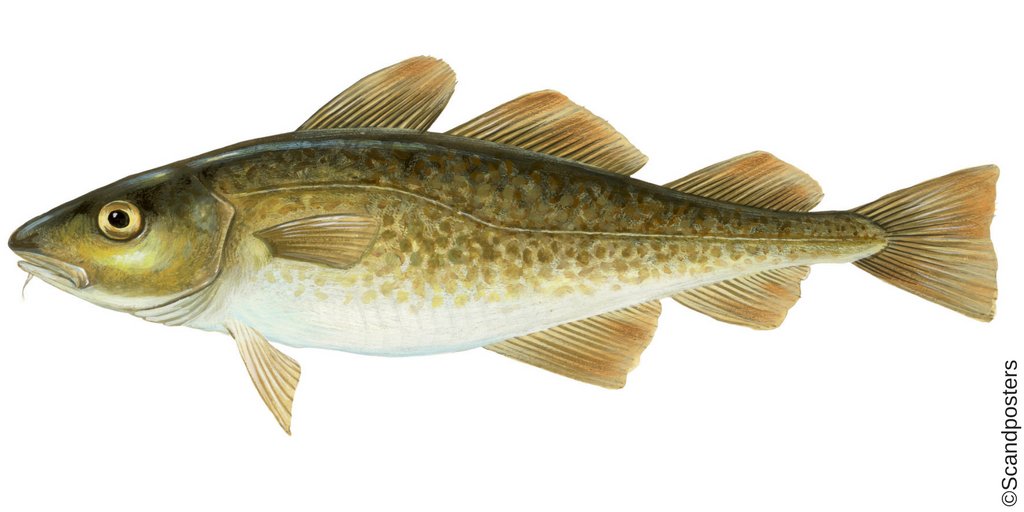 New scientific info reveal cod biomass in the Irish Sea increased 10 times since 2009. Healthy #OurOcean, healthy stocks, healthy fisheries