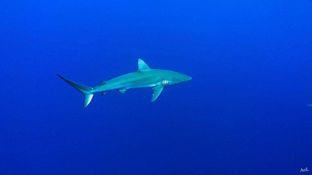 locatingalyssa's tweet photo. Top 10 Places to Swim with Sharks https://t.co/CQpNrzQbG1 https://t.co/MGRnTF23n8