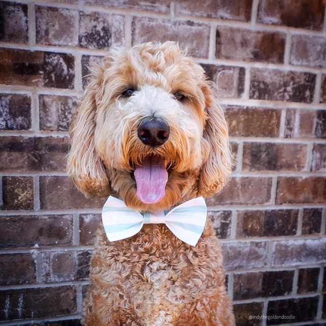 All dressed up and ready for Monday. #MondayMotivation IG: Indythegoldendoodle