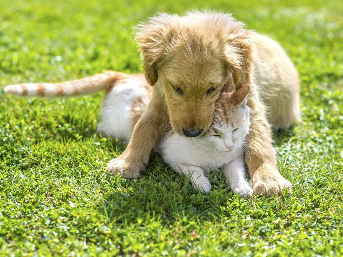stepestweets's tweet photo. Every #dog owner's #Dream Come True! We at #Stepes can't wait! #mondamotivation #breaking #translation #tech #news https://t.co/eBTjovaHb5 https://t.co/EigWW9nQLb