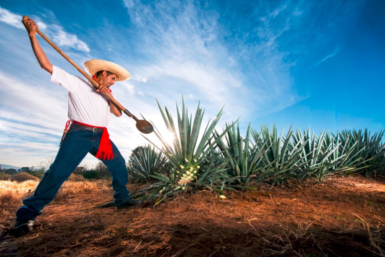 It's no secret that we LOVE all things #agave--so we'll take any opportunity to raise a glass! HAPPY NATIONAL #TEQUILA DAY! <a href="/puebloviejomx/">Tequila Pueblo Viejo</a>