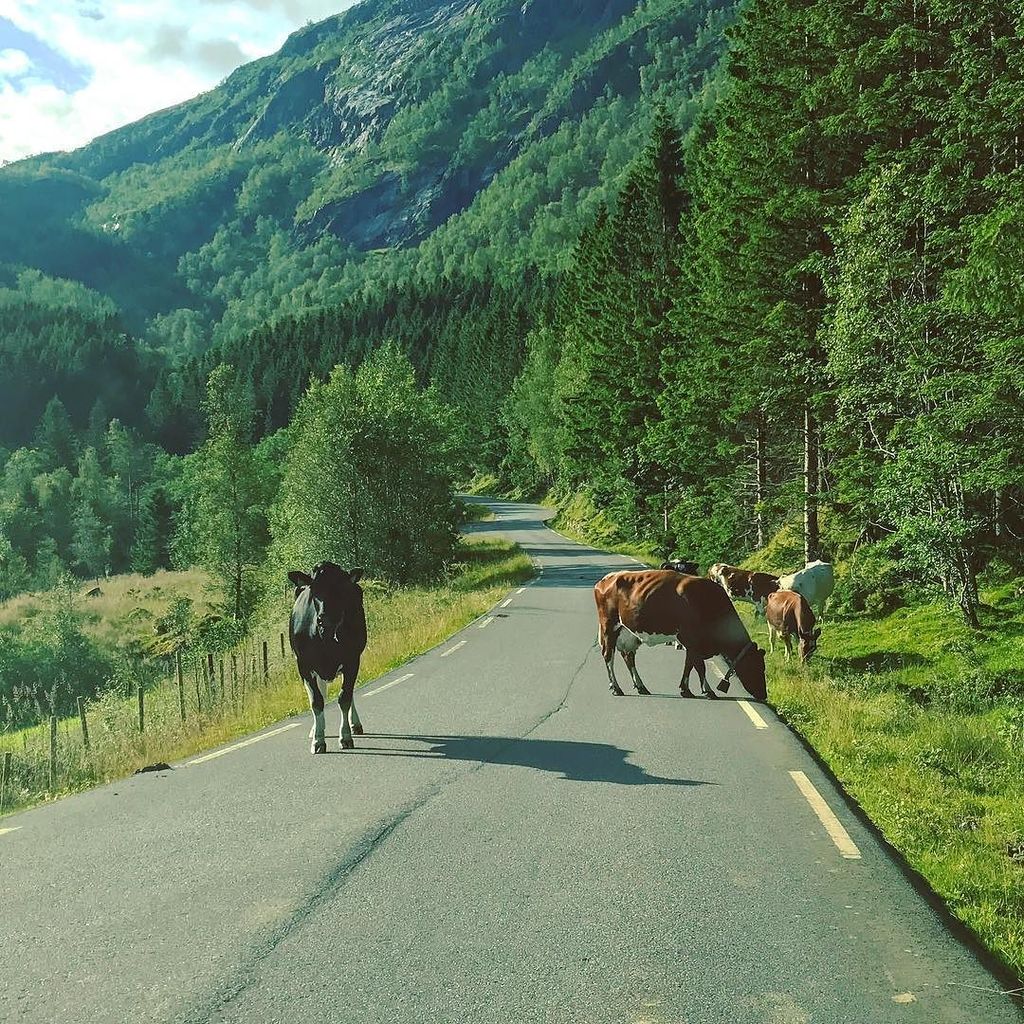 mhphotouk's tweet photo. #fjords #norway #cow #farming #scandinavia #mountains #roadtrip https://t.co/vR4ZsFGO1a https://t.co/pNlSpzt1F0
