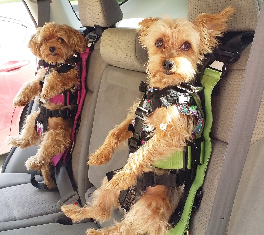 PetSafetyCenter's tweet photo. Congratulations @Zugopet for earning Center for Pet Safety's 5-Star Crash Test Rating on its Rocketeer Pack harness. https://t.co/JeDo1IRD8O https://t.co/hM3KfH6vRS