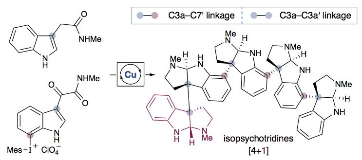 MacMillan_Lab's tweet photo. Our #TotalSyn of oligomeric polypyrrolindoline NPs is out in @NatureChemistry! Congrats Chris, Joe, @jeflip &amp; Rob! https://t.co/aOPREkufie https://t.co/MjgXaFkOHc