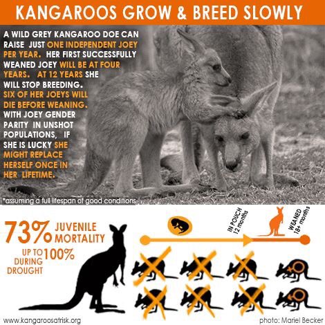 WatchKanga's tweet photo. What The #Australian #Kangaroo Killing Industry Won't Show,Or Indeed,Tell You ..
https://t.co/oF3F6DS9lZ
#MacroMeats #ParooKangaroo https://t.co/heJHkkURbQ