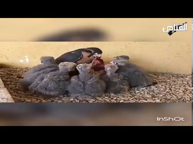 alom3said's tweet photo. شاهد جمال فراخ الصقور روعه 
https://t.co/YU4GEa02ez
#قروب_الصيد
#صيد
#مقناص https://t.co/U5OOzYbyPH